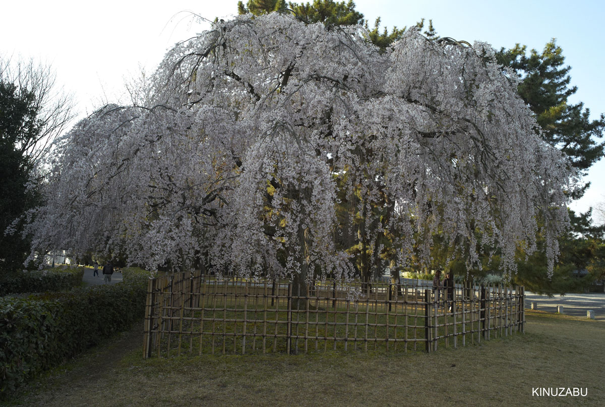 京都御苑