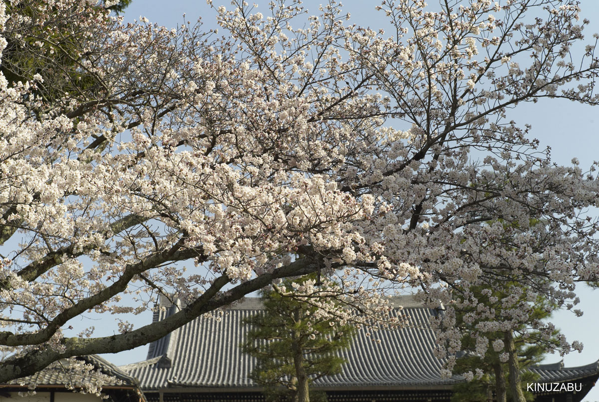 2010年京都の桜、インクライン-南禅寺-黒谷-岡崎