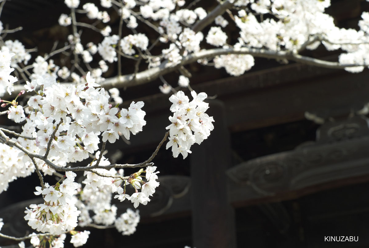 2010年京都の桜、インクライン-南禅寺-黒谷-岡崎
