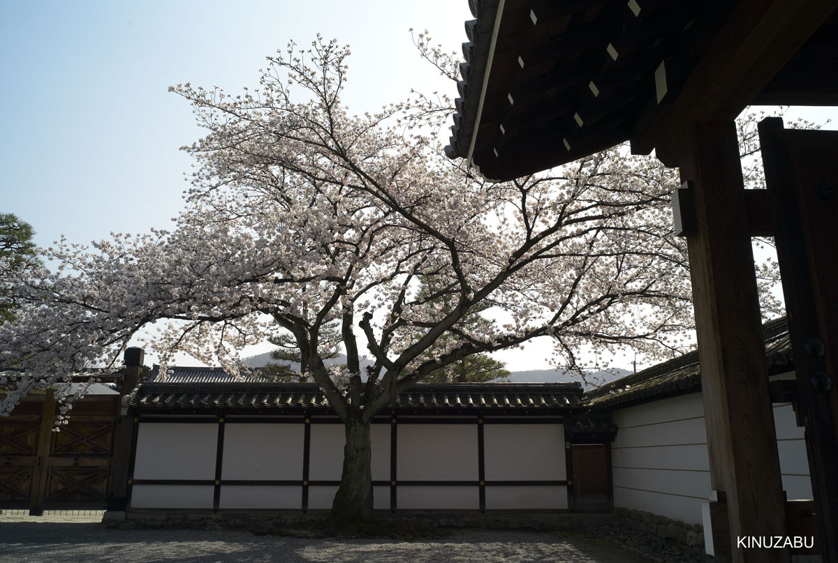 2010年京都の桜、インクライン-南禅寺-黒谷-岡崎
