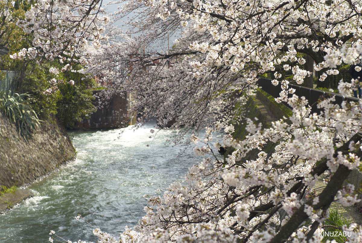 2010年京都の桜、インクライン-南禅寺-黒谷-岡崎
