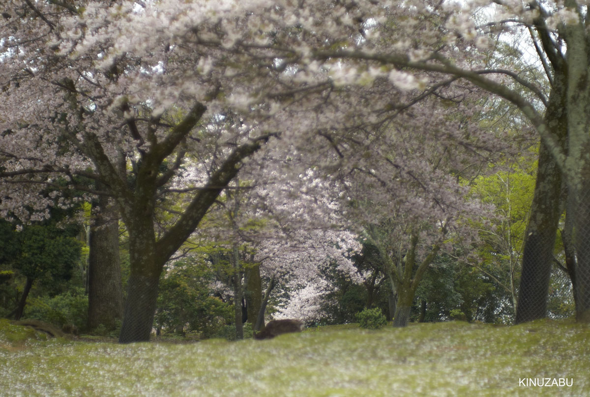 2010年奈良公園の山桜、九重桜