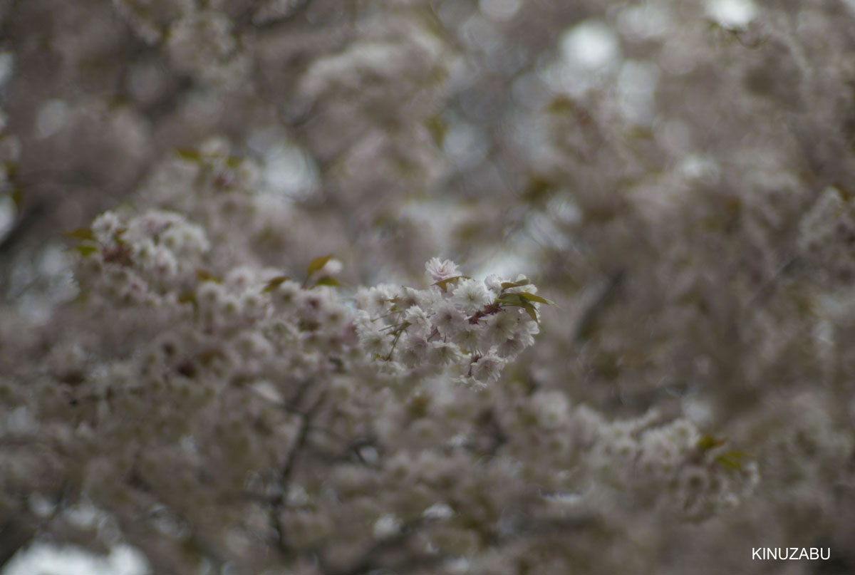 2010年奈良公園の山桜、九重桜