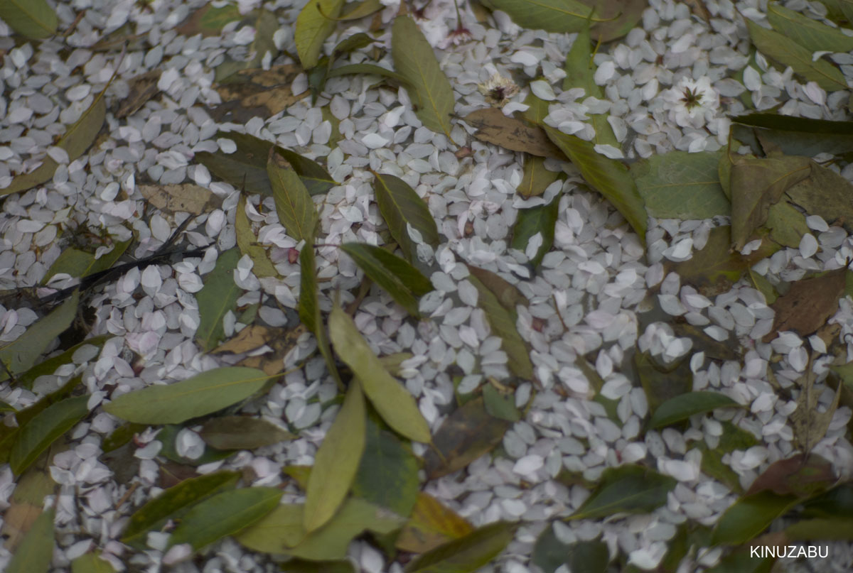 2010年奈良公園の山桜、九重桜