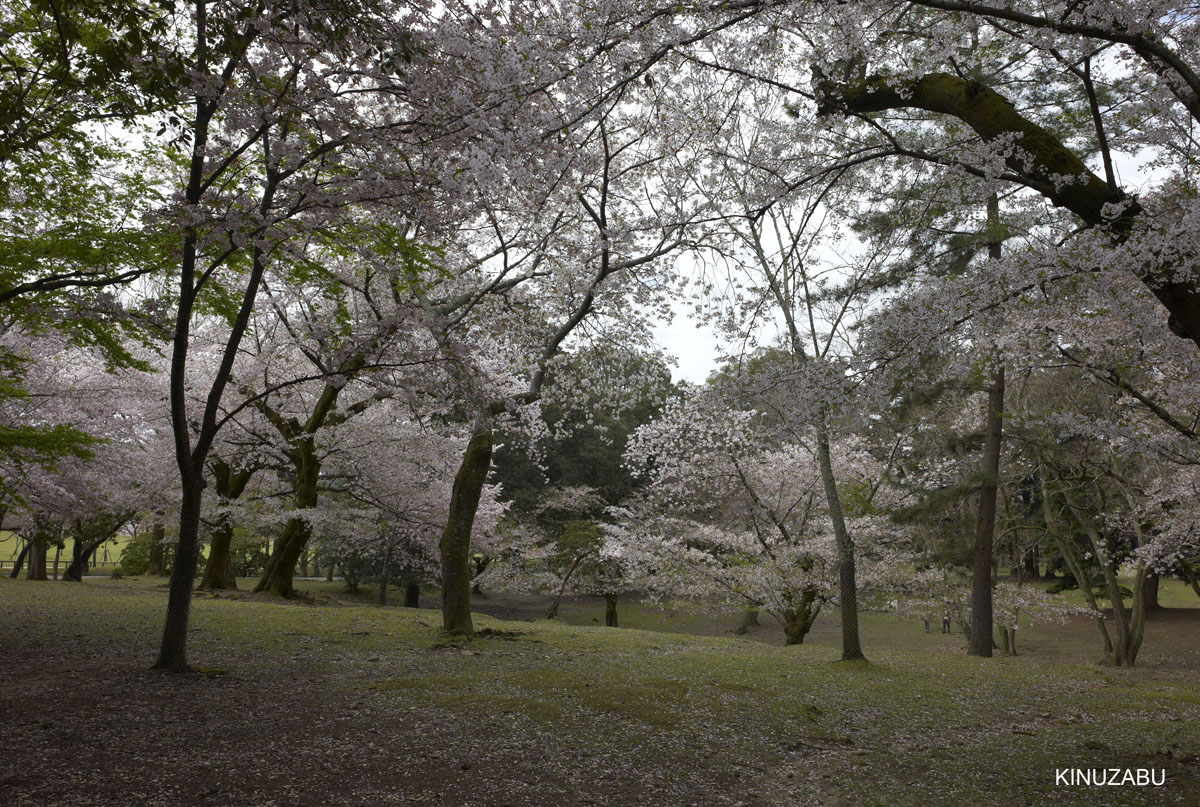 2010年奈良公園の山桜、九重桜