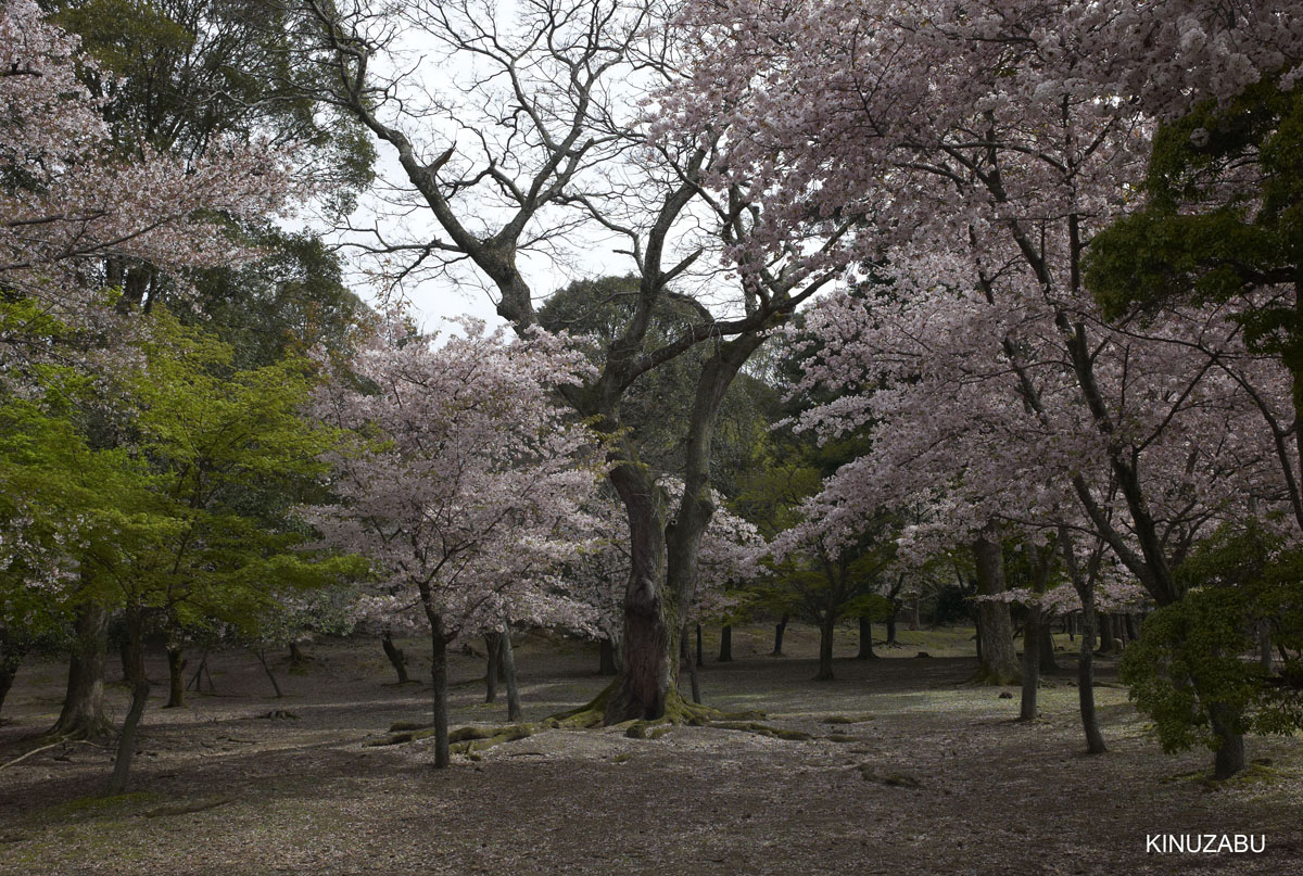 2010年奈良公園の山桜、九重桜