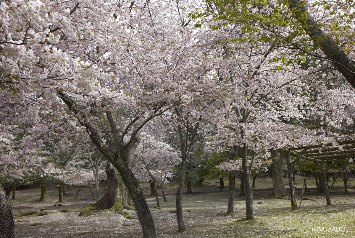 2010年奈良公園の山桜、九重桜