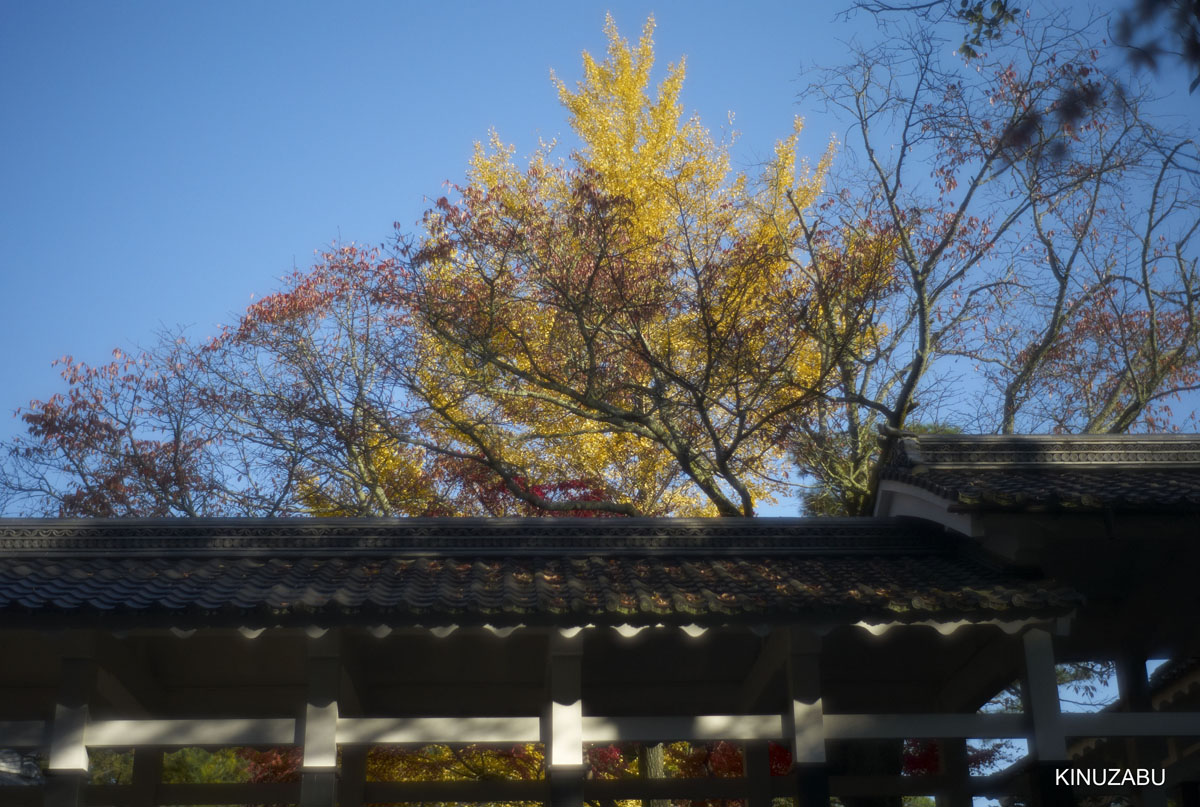 京都紅葉2010
