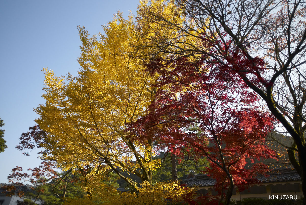 2010年京都南禅寺、黒谷、京都御苑の紅葉