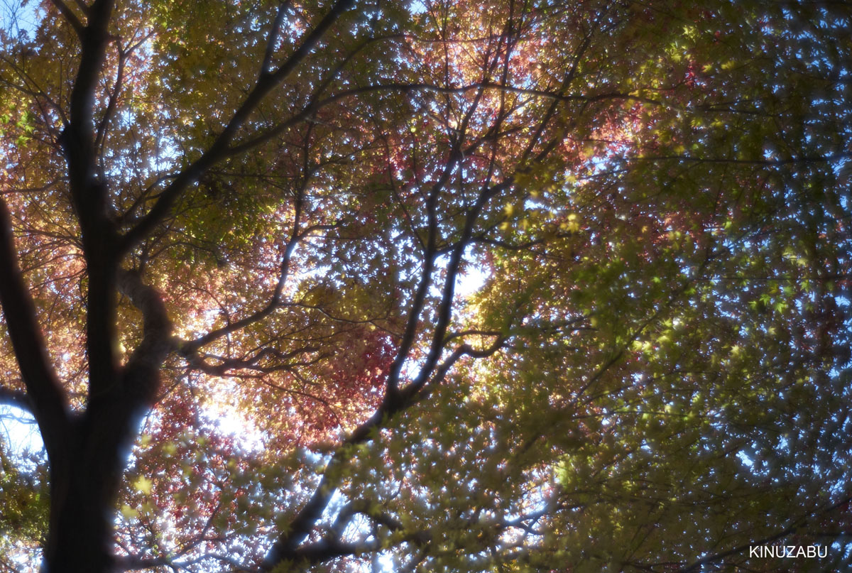 紅葉