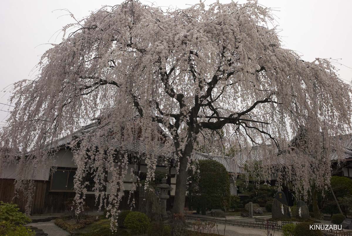 本満寺の枝垂桜と京都御苑の桜