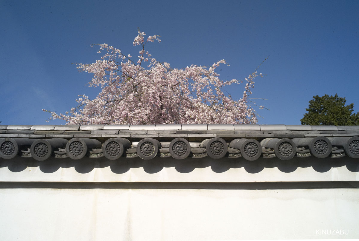 奈良公園の桜
