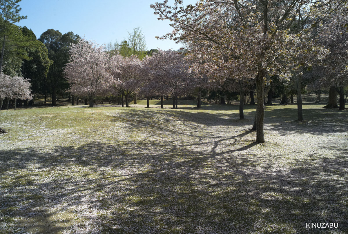 奈良公園の桜