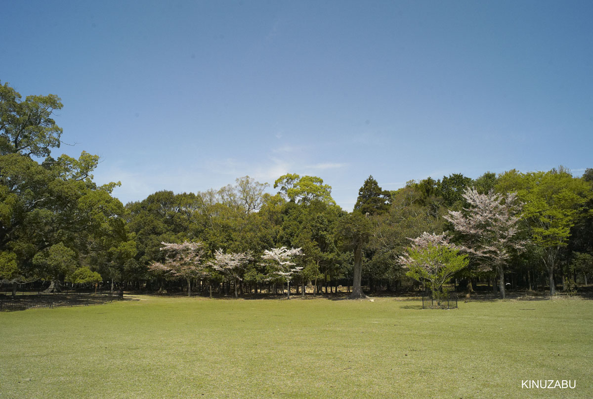 奈良公園の桜