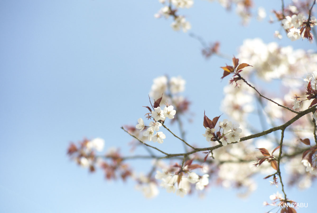 奈良公園の桜