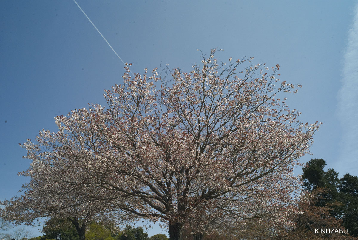 奈良公園の桜