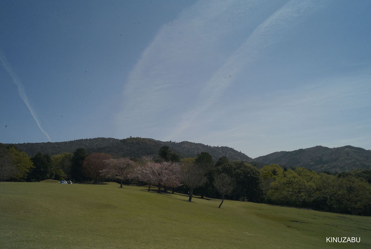 奈良公園の桜