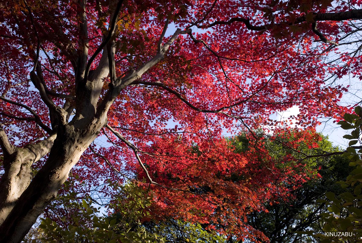 京都、山科疎水の紅葉