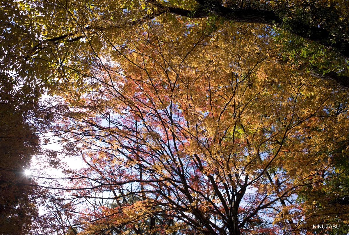 京都、山科疎水の紅葉
