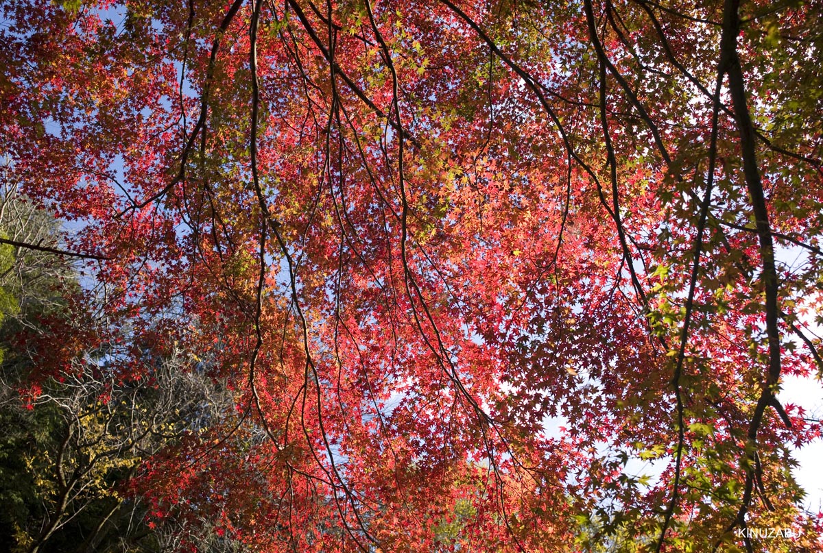京都、山科疎水の紅葉