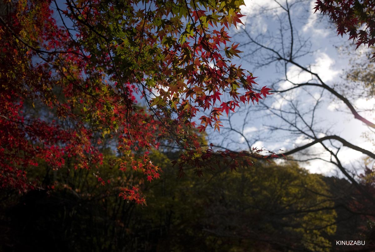 京都、山科疎水の紅葉