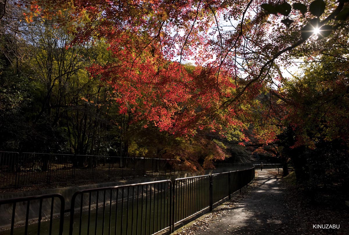 京都、山科疎水の紅葉