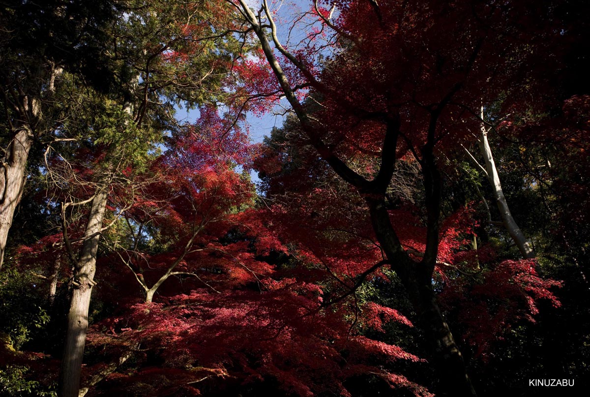 京都、山科疎水の紅葉