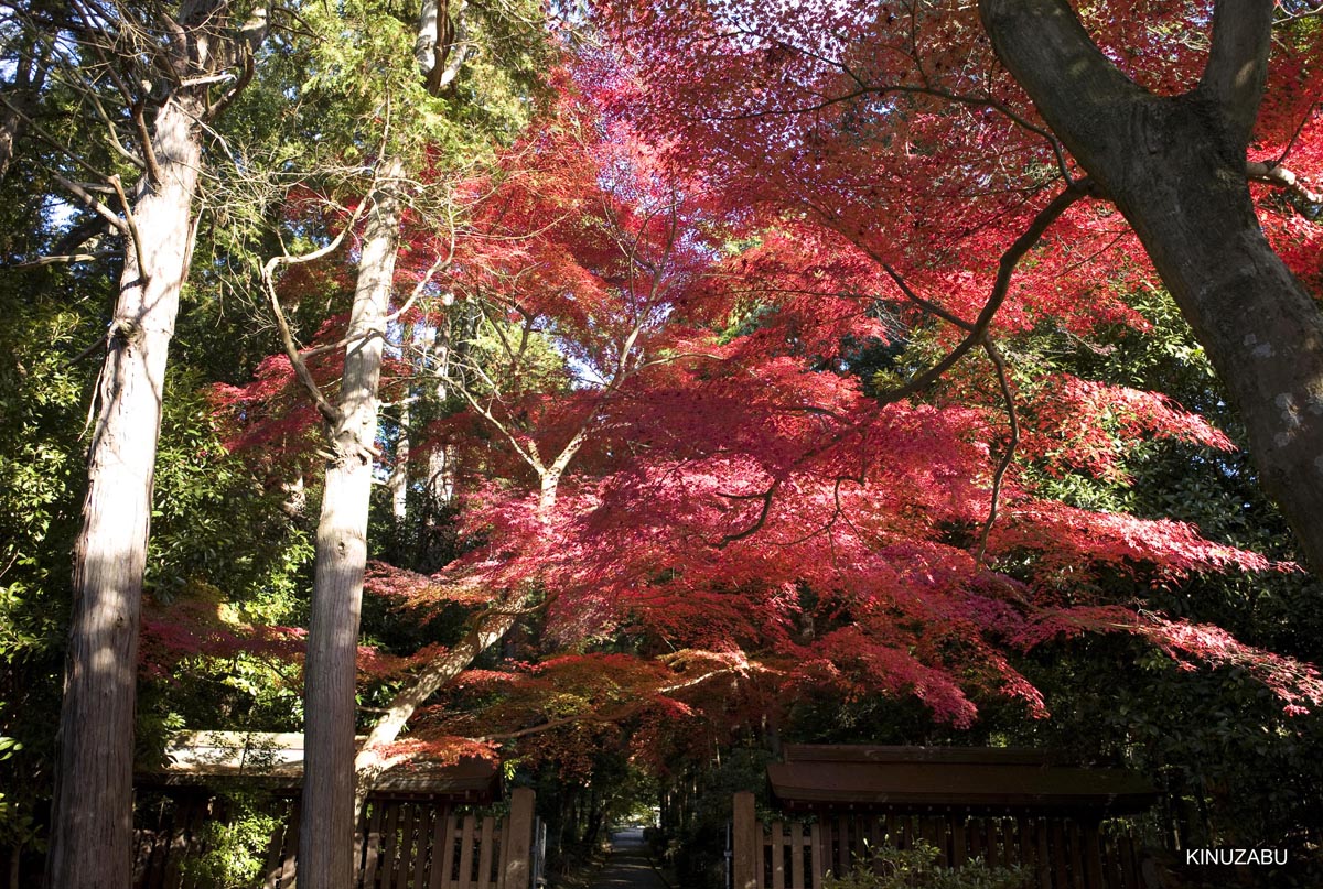 京都、山科疎水の紅葉