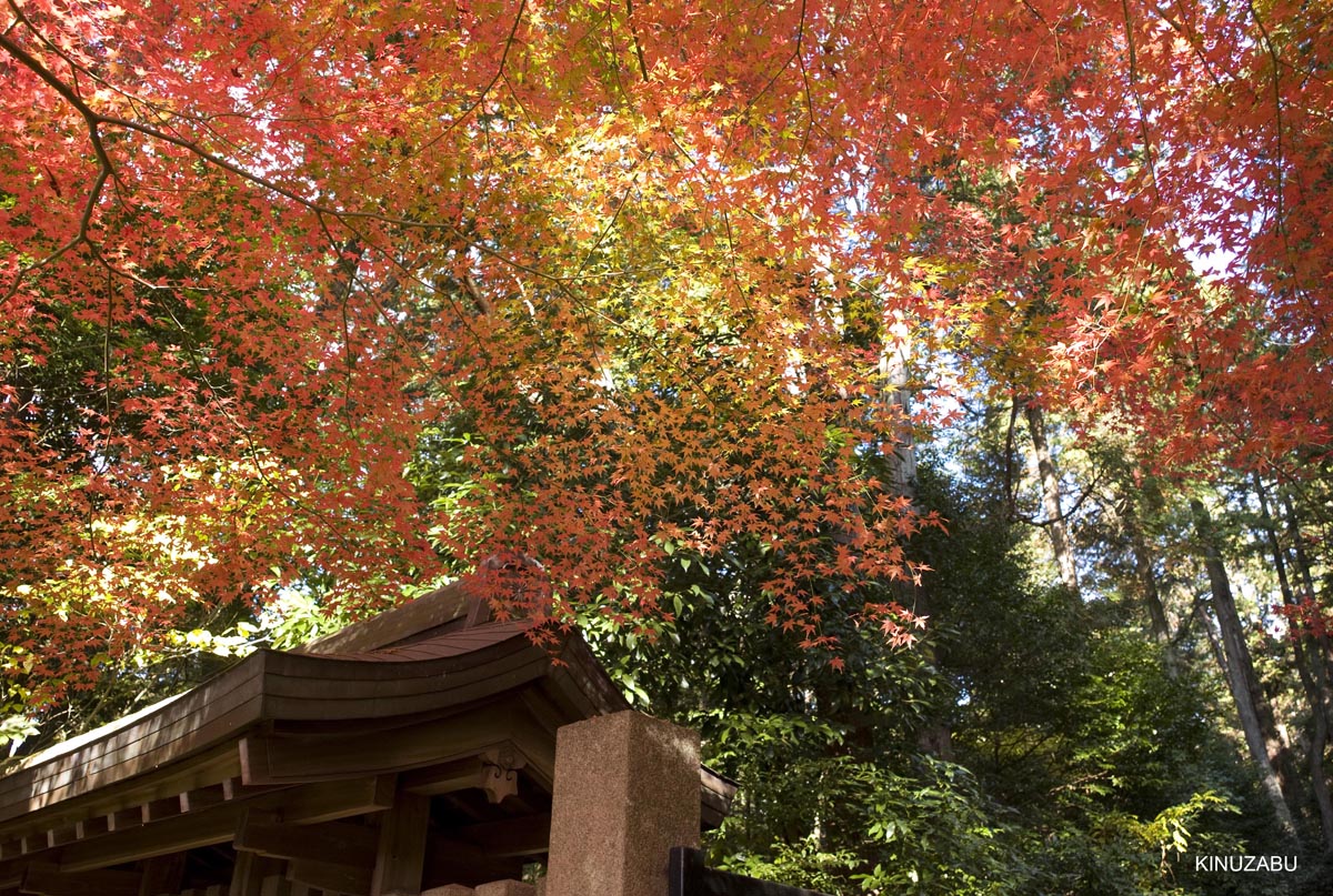京都、山科疎水の紅葉
