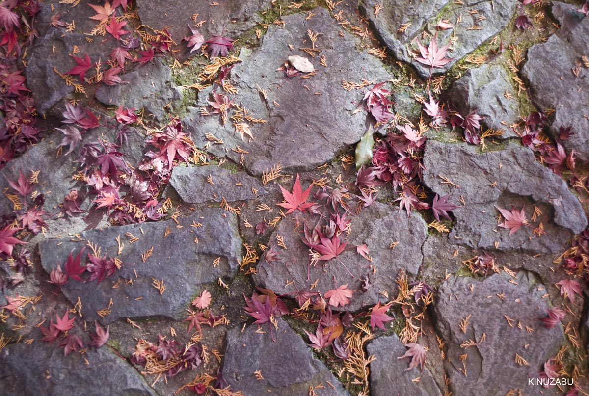 京都、山科疎水の紅葉