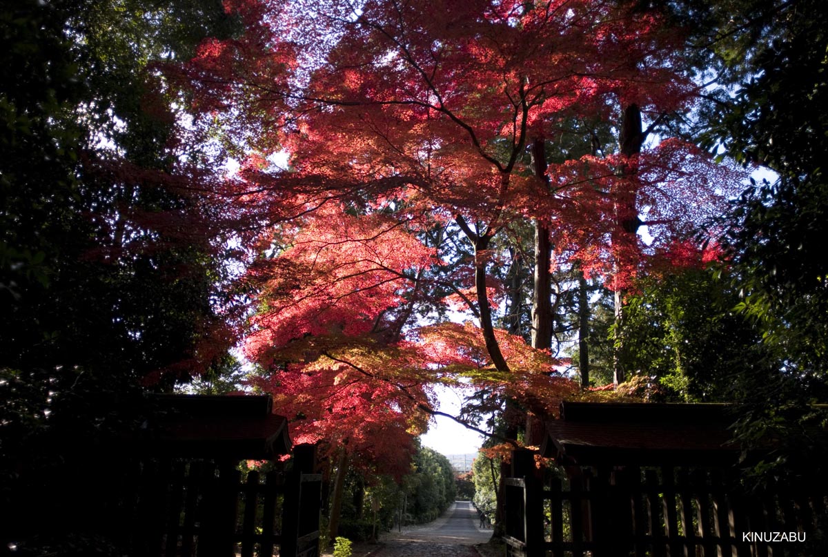 京都、山科疎水の紅葉