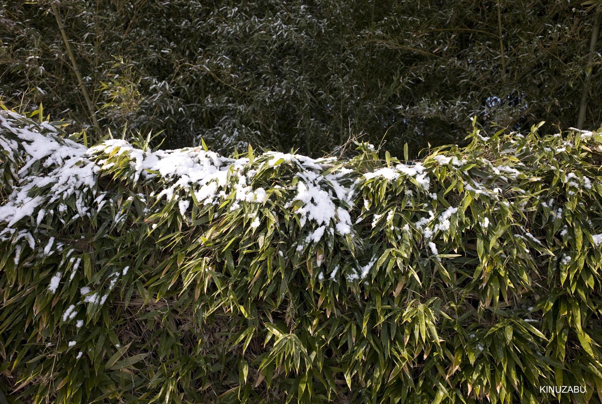 雪の桂離宮参観