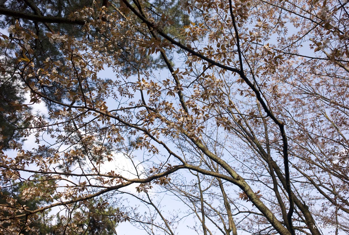 京都の桜、近衛邸跡、立本寺、千本釈迦堂