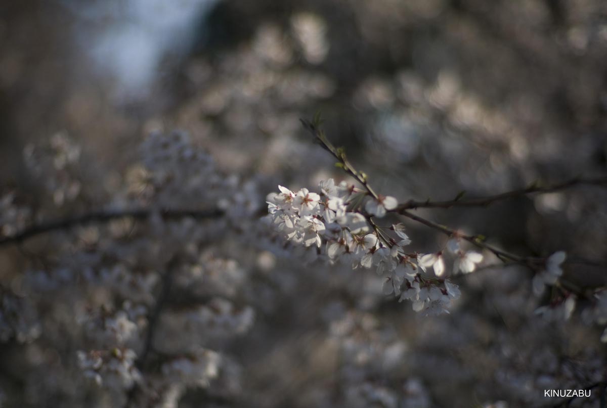 京都の桜、近衛邸跡、立本寺、千本釈迦堂