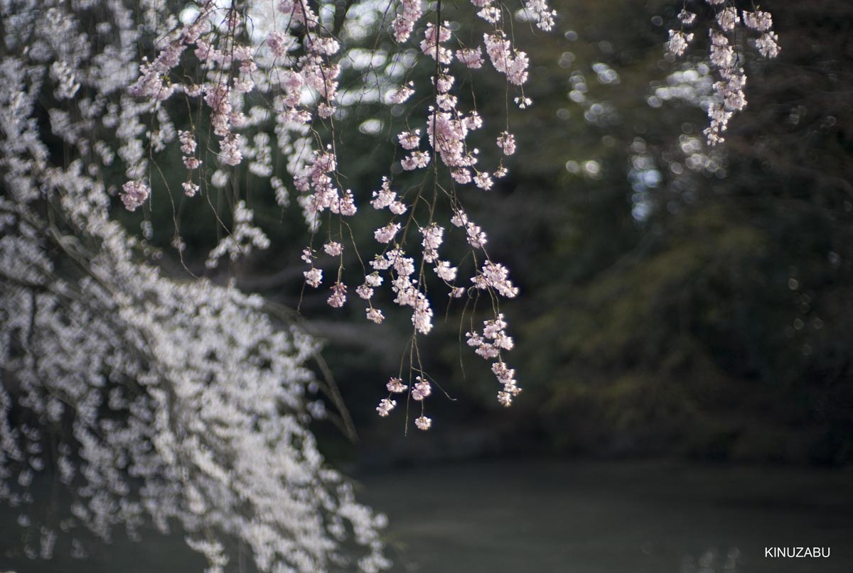 京都の桜、近衛邸跡、立本寺、千本釈迦堂