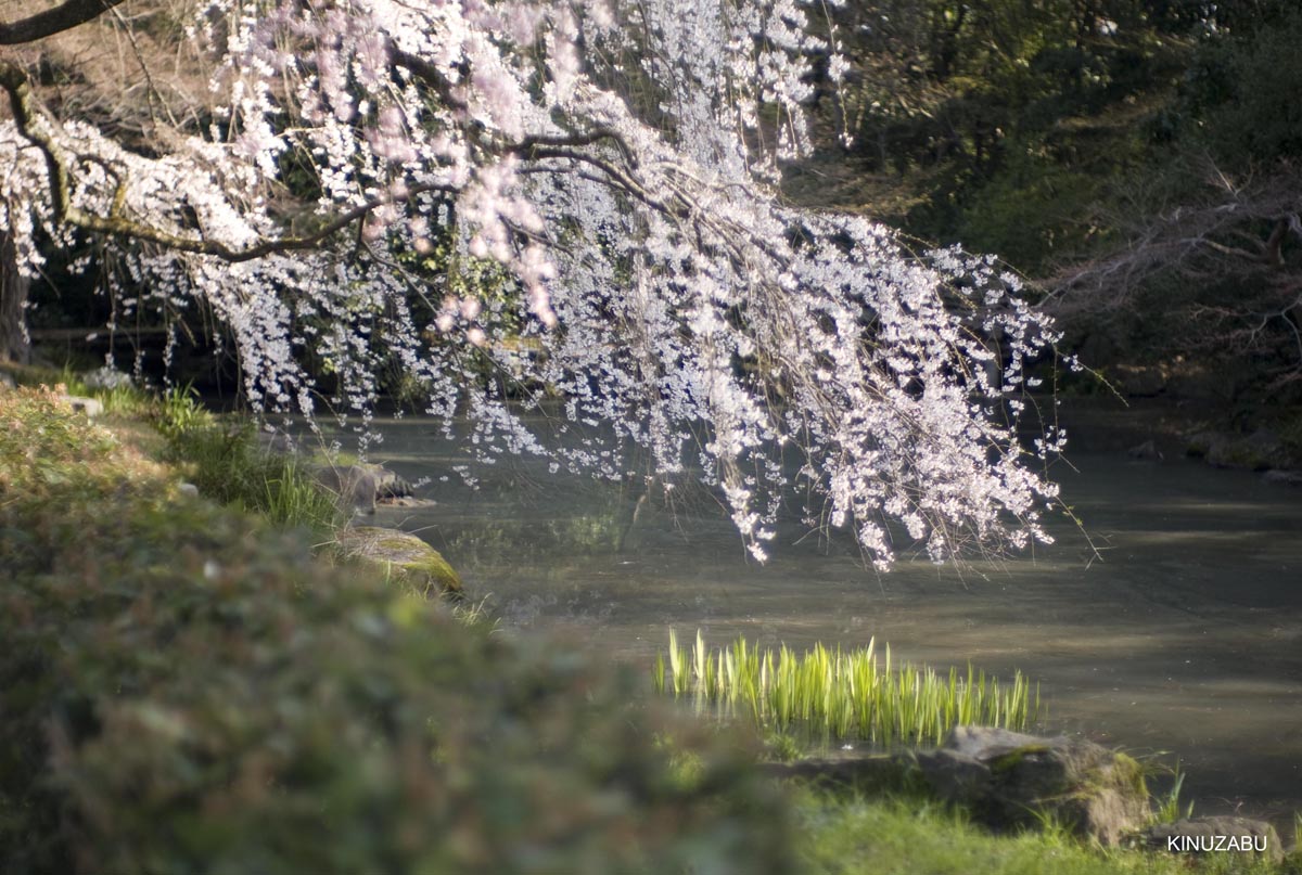 京都の桜、近衛邸跡、立本寺、千本釈迦堂