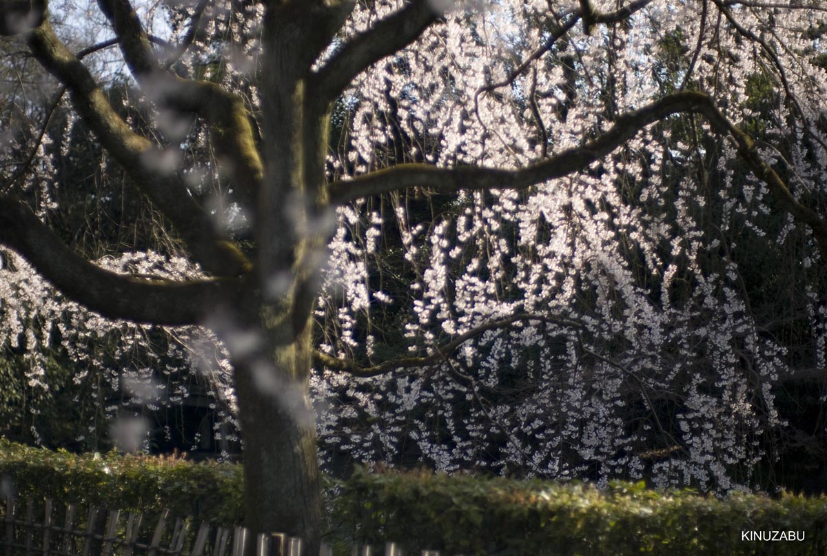 京都の桜、近衛邸跡、立本寺、千本釈迦堂
