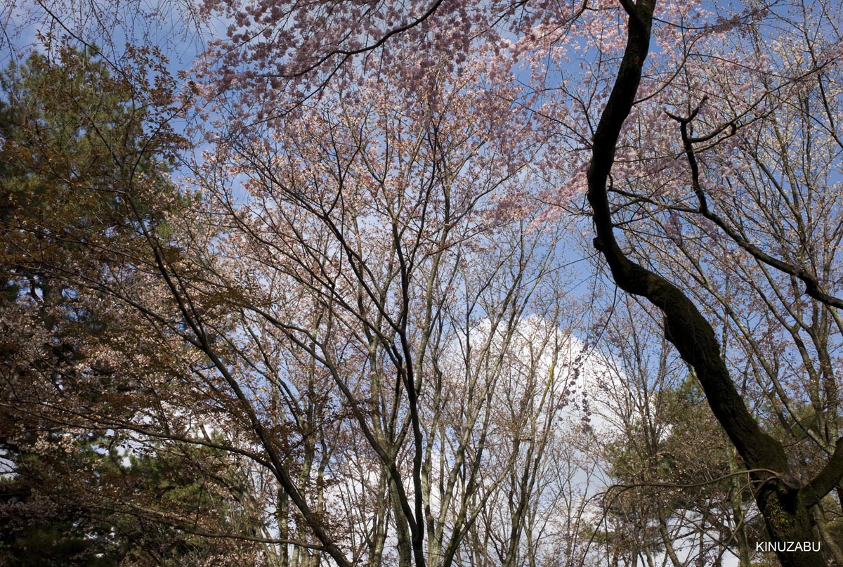京都の桜、近衛邸跡、立本寺、千本釈迦堂