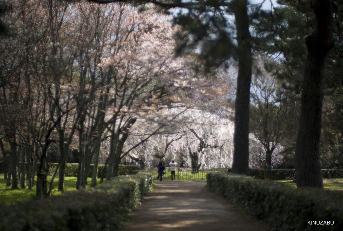 京都の桜、近衛邸跡、立本寺、千本釈迦堂