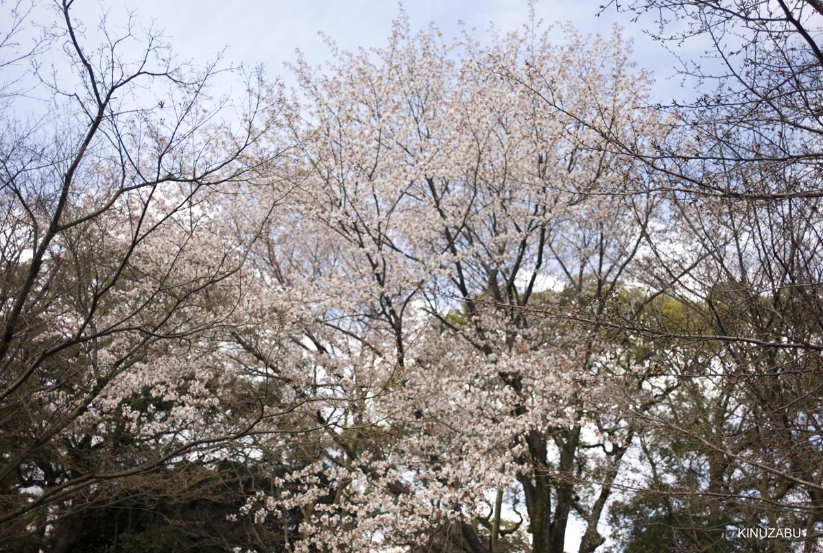 京都の桜、近衛邸跡、立本寺、千本釈迦堂