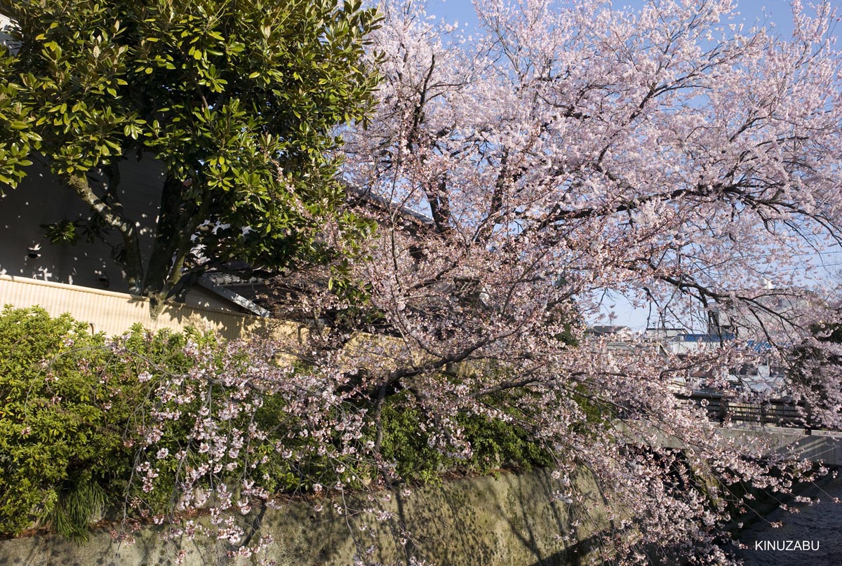 京都の桜、近衛邸跡、立本寺、千本釈迦堂