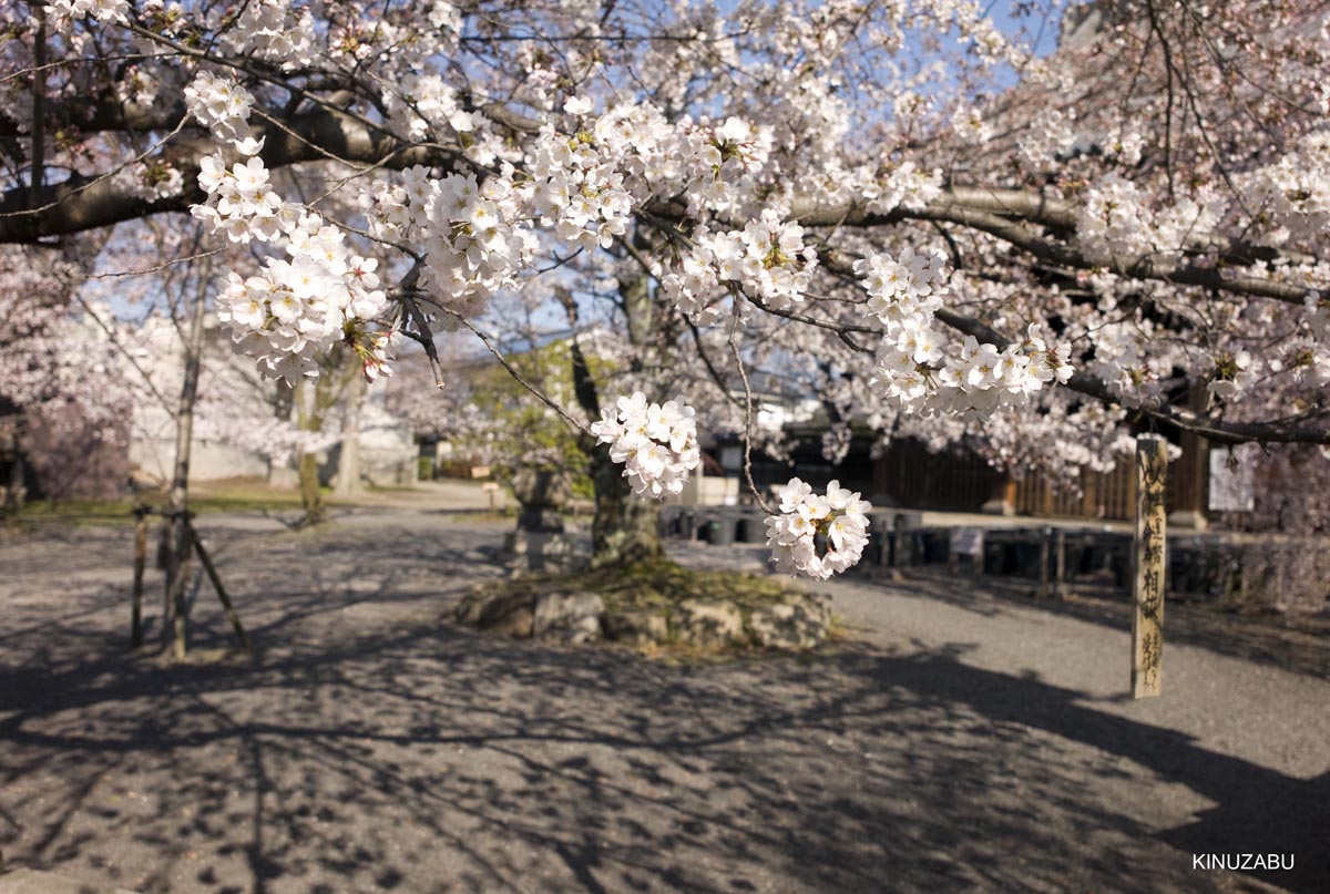 京都の桜、近衛邸跡、立本寺、千本釈迦堂