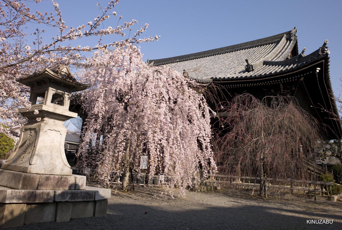 京都の桜、近衛邸跡、立本寺、千本釈迦堂