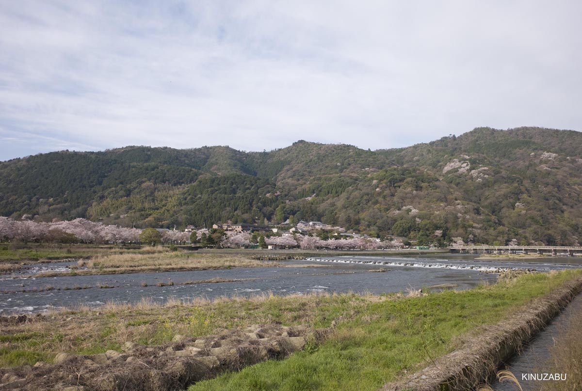 京都洛西の桜、嵐山、嵯峨野、清凉寺、大沢池