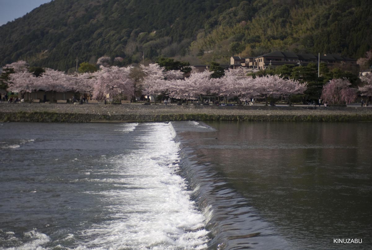 京都洛西の桜、嵐山、嵯峨野、清凉寺、大沢池