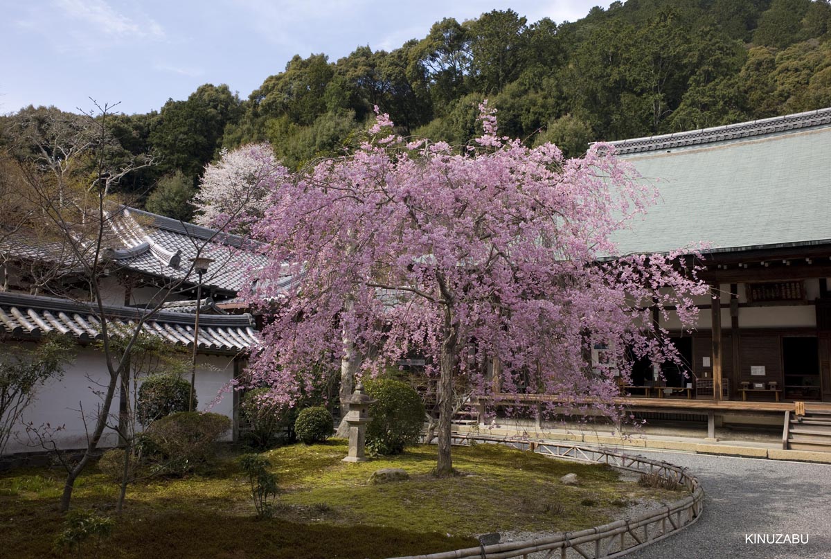 京都洛西の桜、嵐山、嵯峨野、清凉寺、大沢池