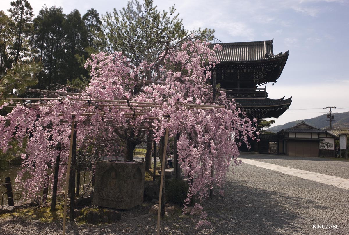 京都洛西の桜、嵐山、嵯峨野、清凉寺、大沢池