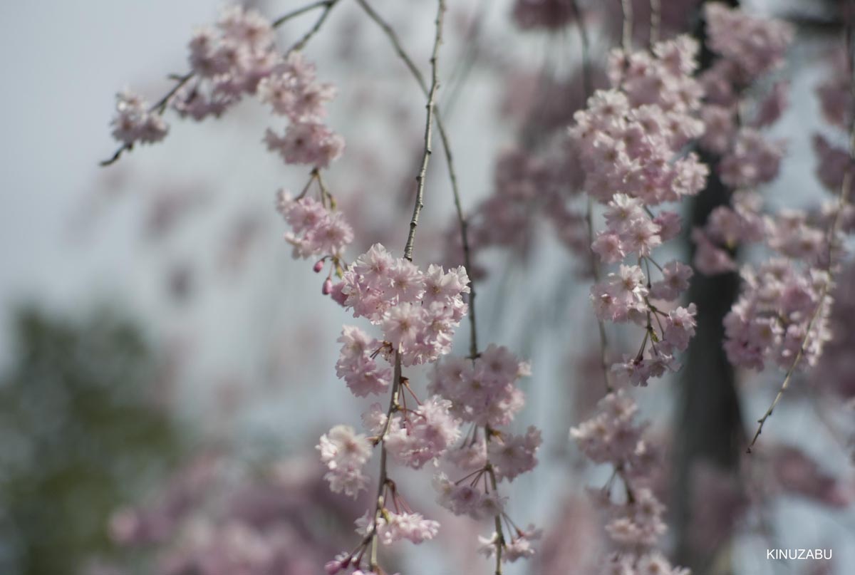 京都洛西の桜、嵐山、嵯峨野、清凉寺、大沢池