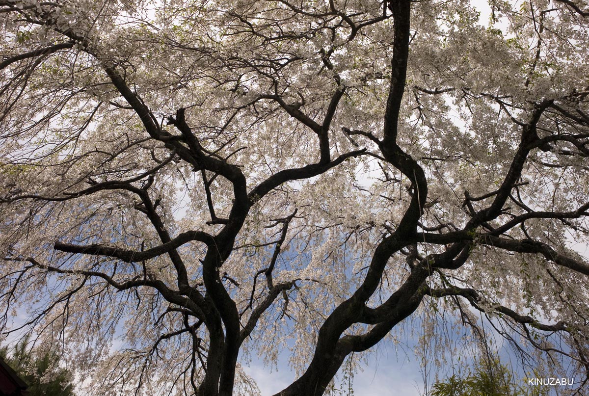 京都洛西の桜、嵐山、嵯峨野、清凉寺、大沢池