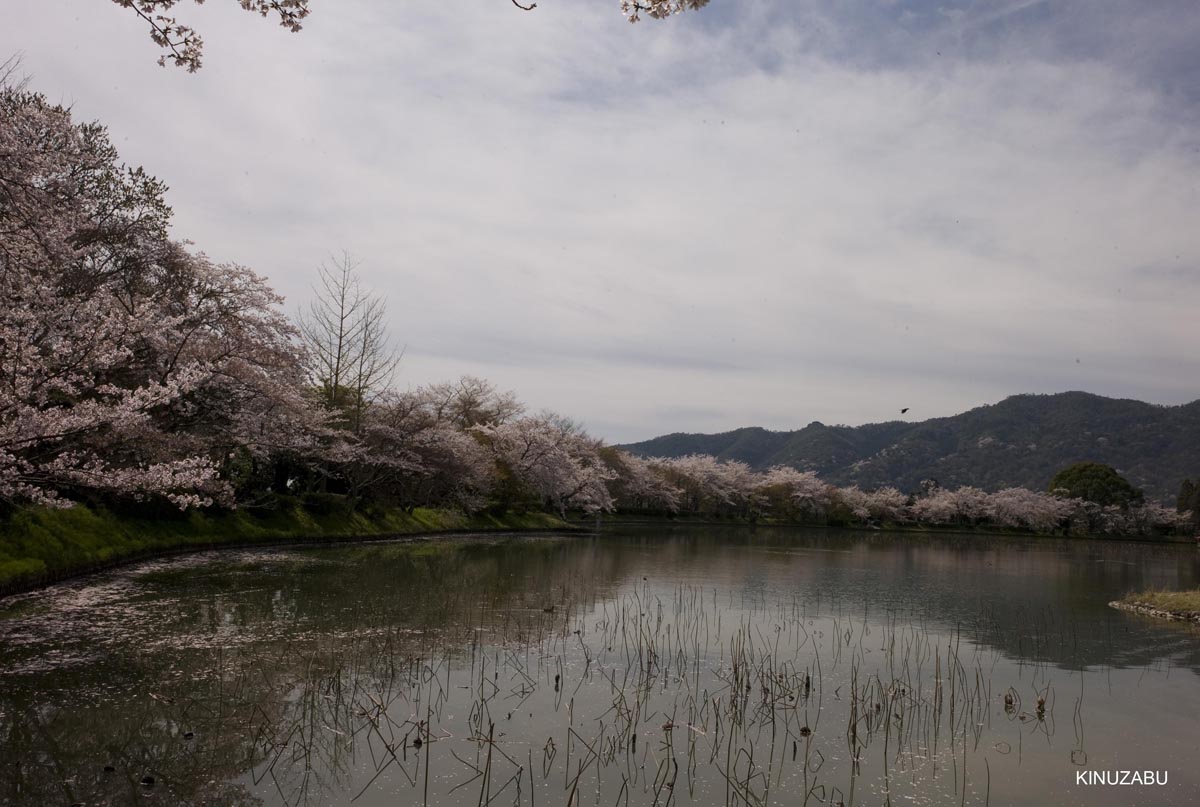 京都洛西の桜、嵐山、嵯峨野、清凉寺、大沢池